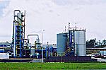 Elekeiroz plant photo